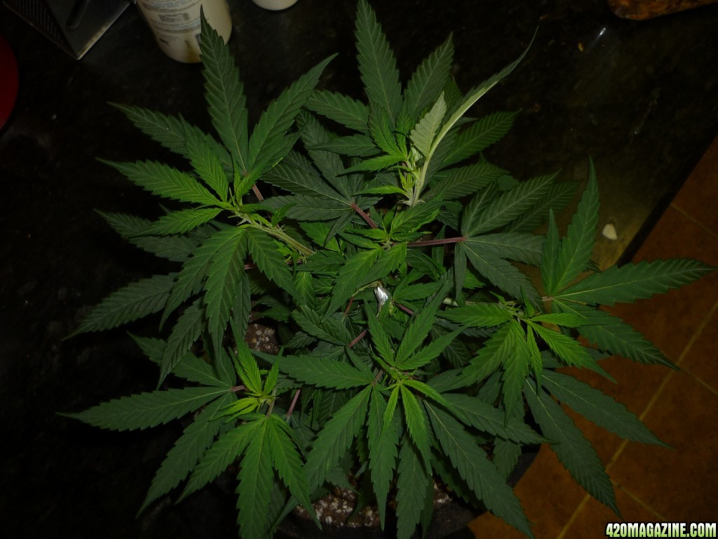 Jan 28th Bay 11 Clones