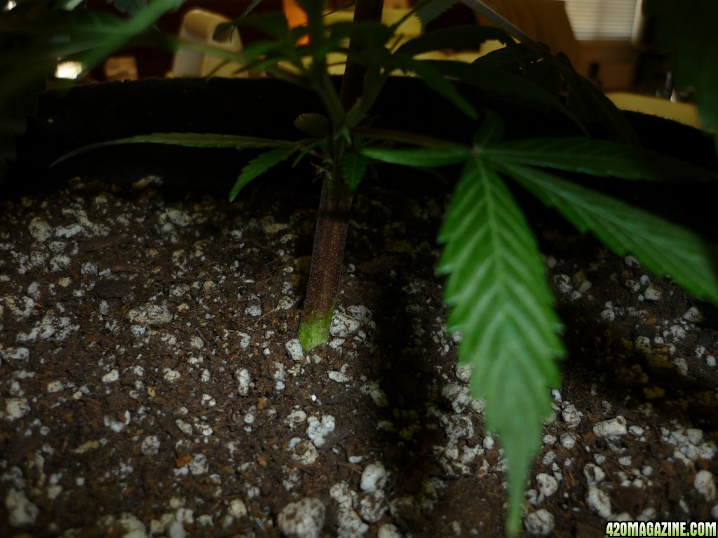 Jan 28th Bay 11 Clones