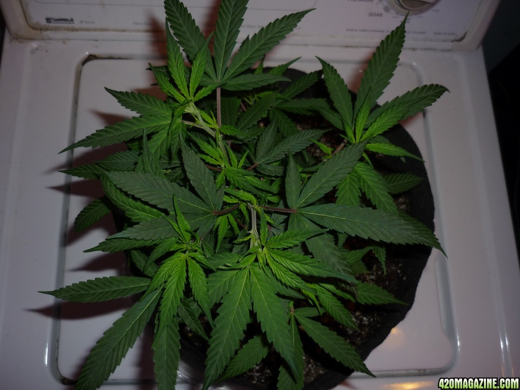 Jan 28th Bay 11 Clones