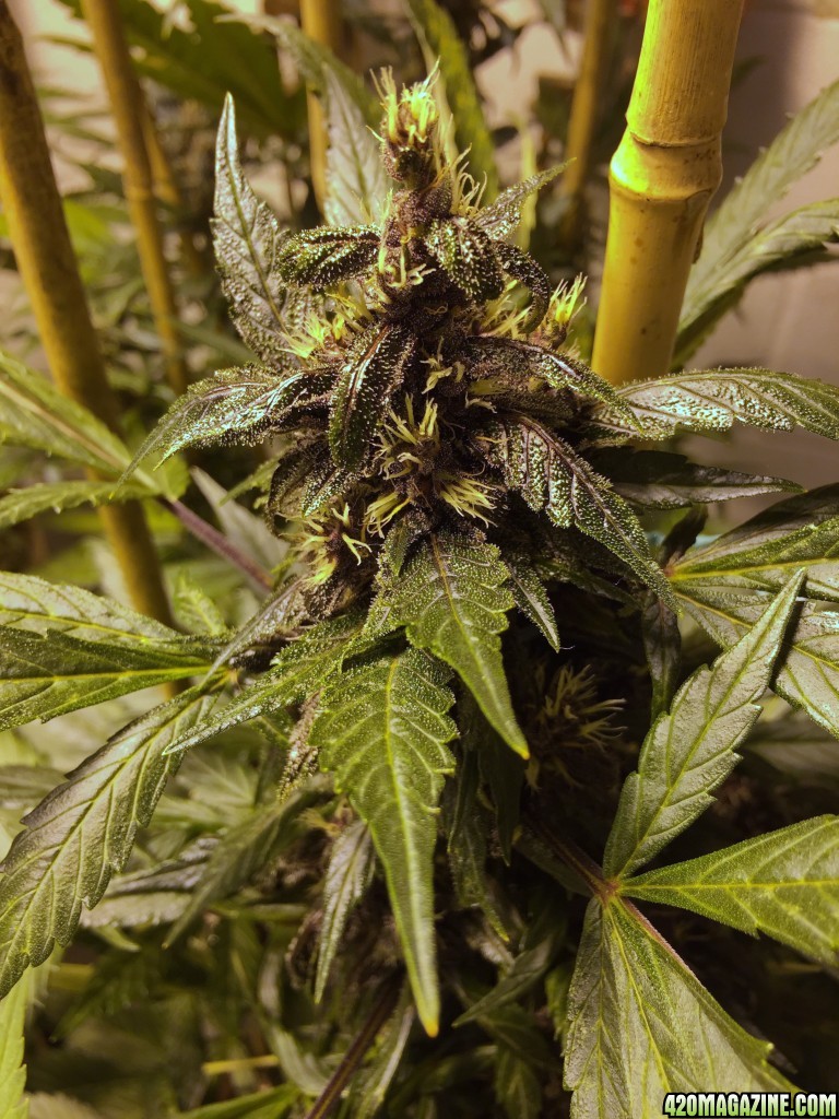 Jan 29 2017 Day 56 Purple Kush