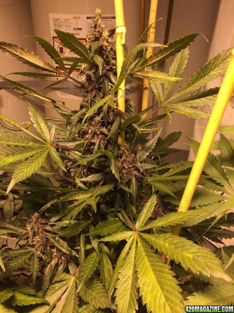 Jan 31 2017 Day 58 Purple Kush Auto