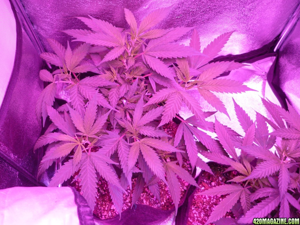 Jan 31th Bay 11 Clones