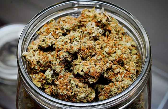 Jar of Marijuana - Dankdepot