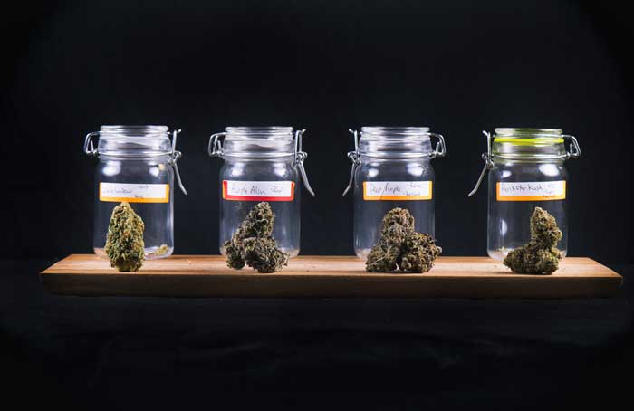 Jars of Buds - Shutterstock