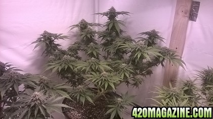 Jedi Kush Day 34