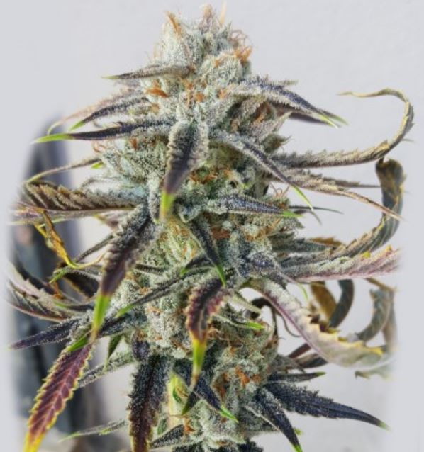 Jenny Kush (RareDankness Seeds) cannabisseeds - regular