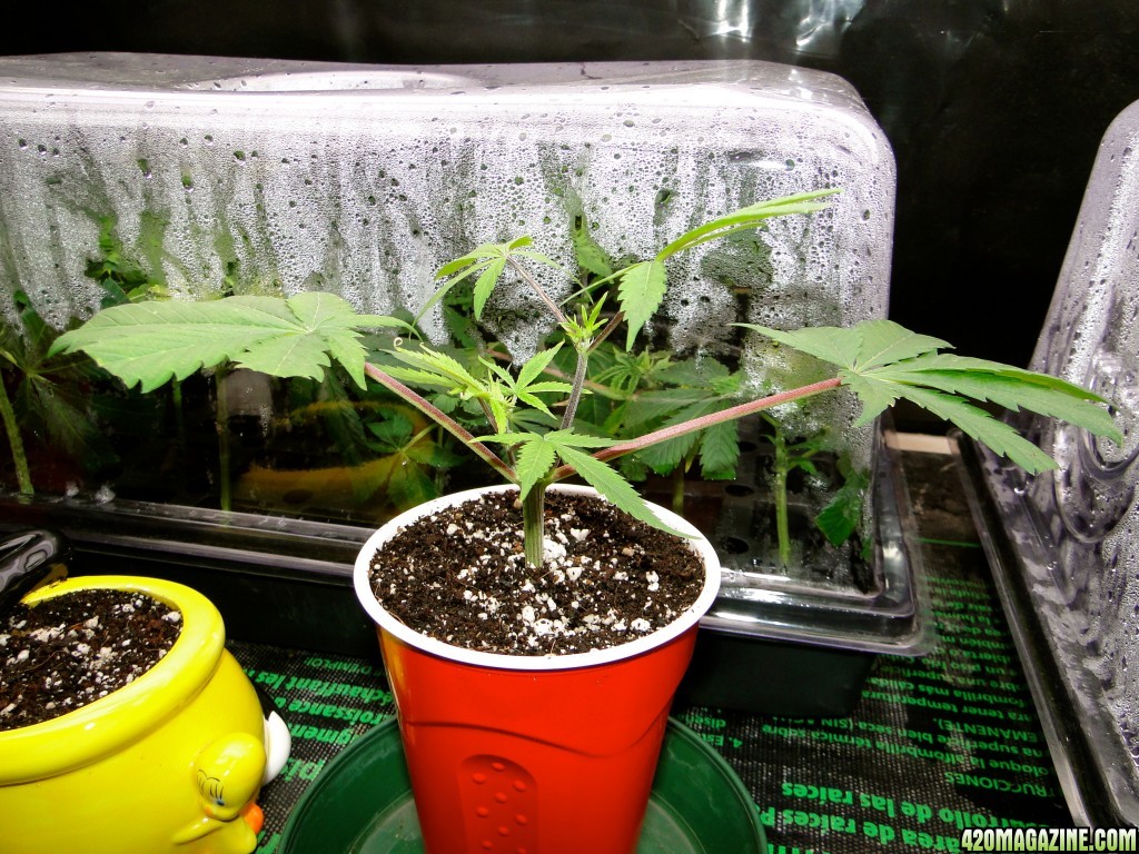 Jilly Bean Cutting-Day 1-1/12/16