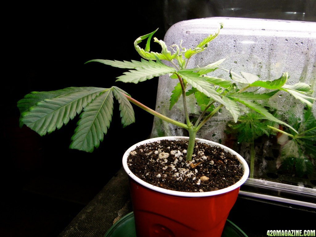 Jilly Bean Cutting-Day 1-1/12/16