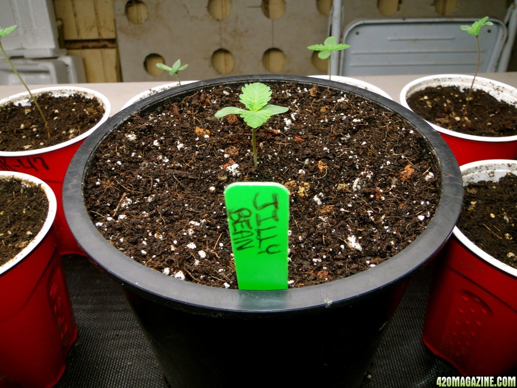 Jilly Bean Seedling-Pheno #1-Day 1 of Transplant-2/12/17