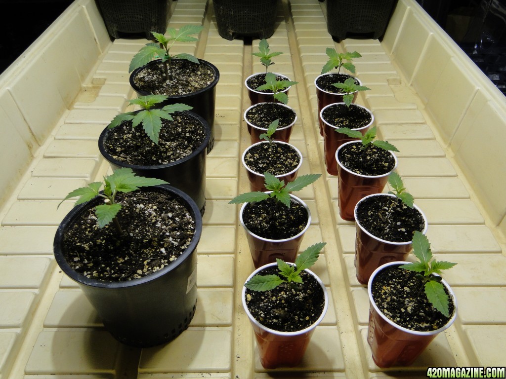 Jilly Bean Seedlings-Day 10