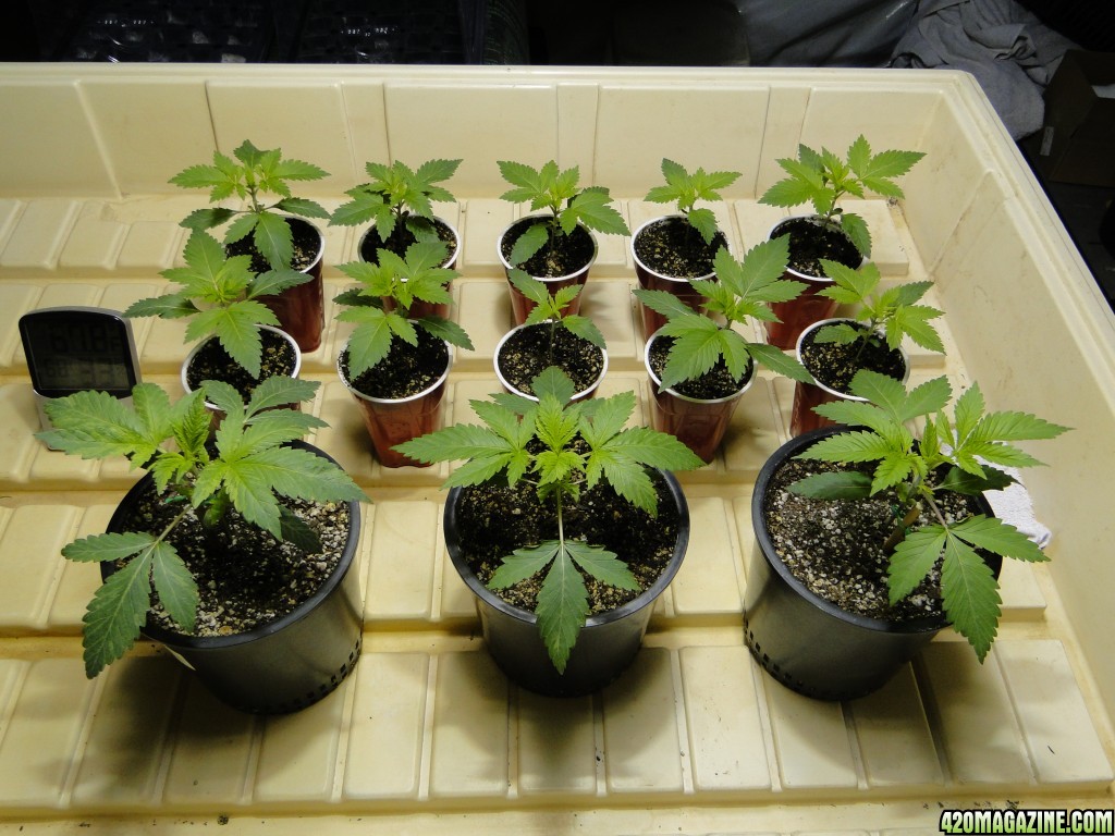 Jilly Bean Seedlings-Day 15