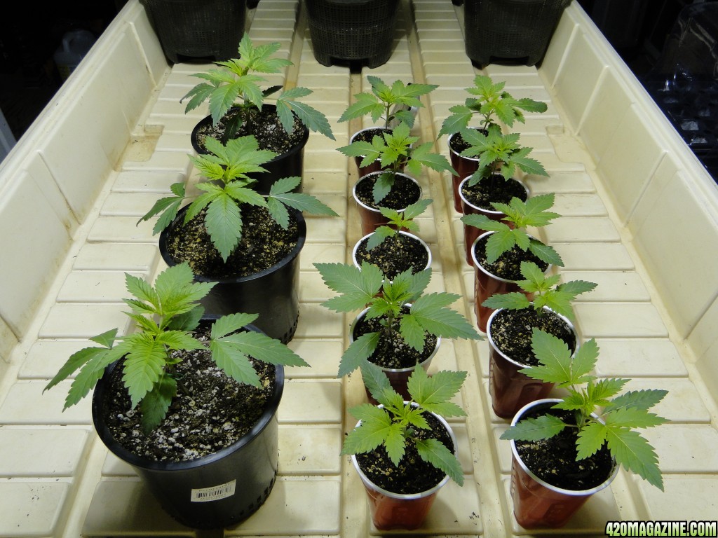 Jilly Bean Seedlings-Day 15