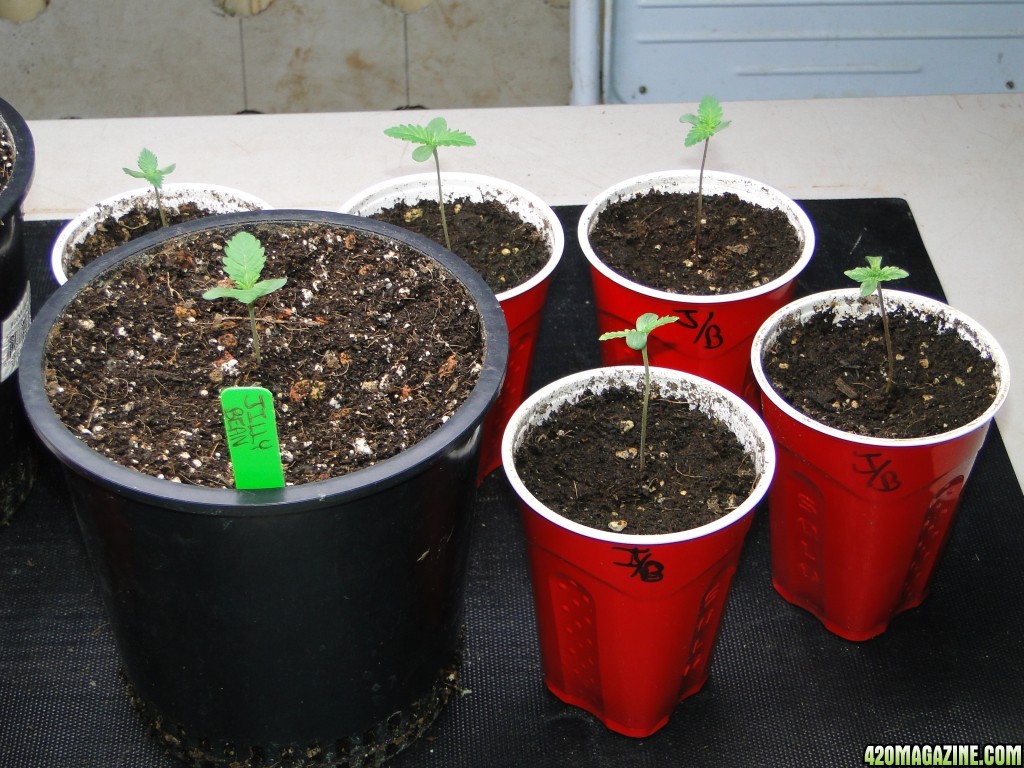 Jilly Bean Seedlings-Days 7-10-2/14/17