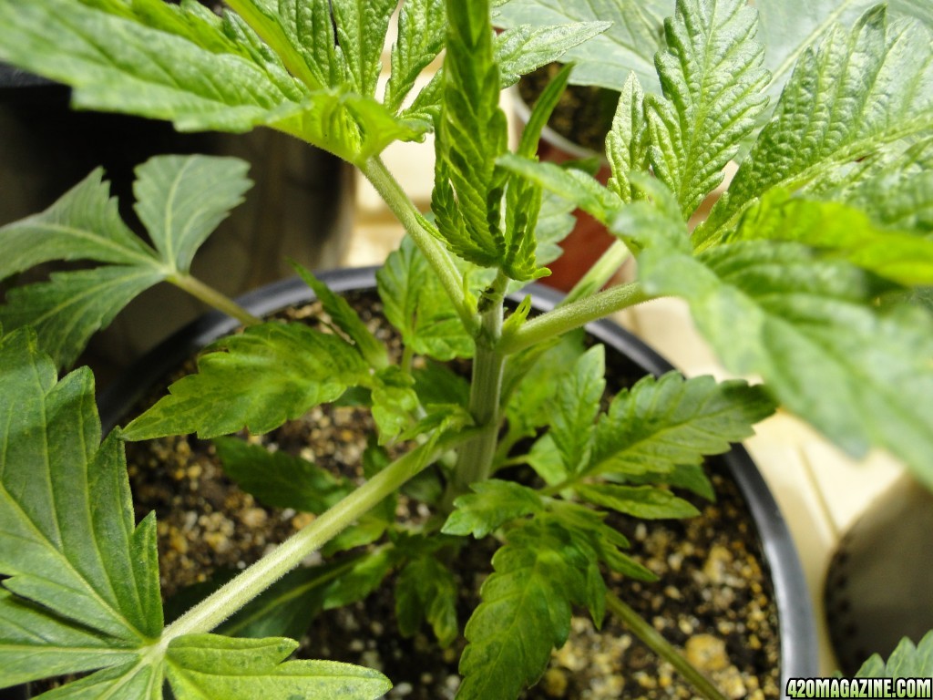 Jilly Bean Seedlings-Transplant Day