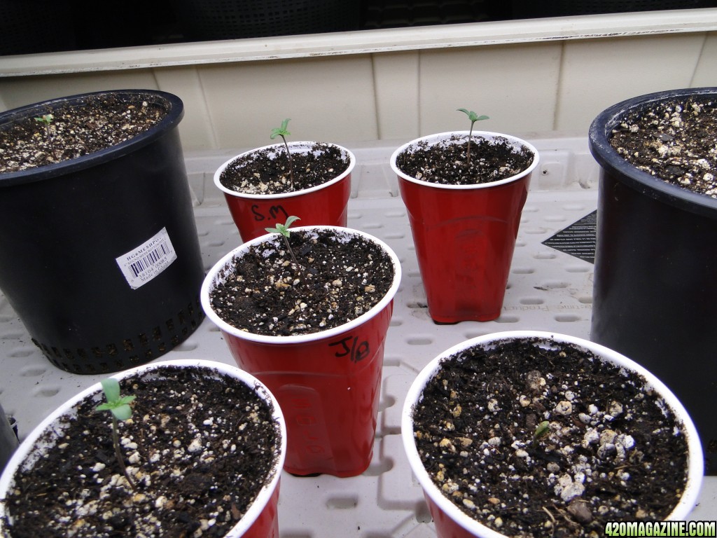 Jilly Bean Seedlings