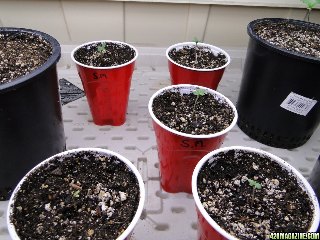 Jilly Bean Seedlings