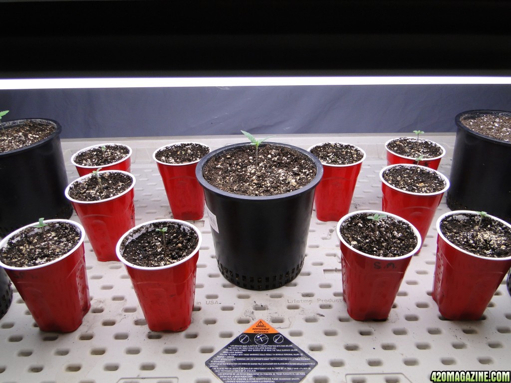 Jilly Bean Seedlings