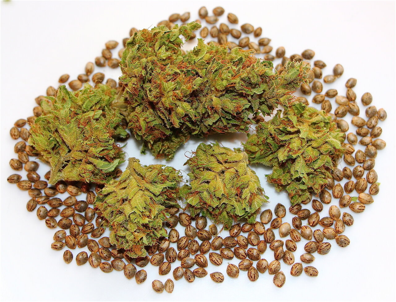 Jilly Fox #2-Seed Crop (Jilly Bean #2 x Silver Fox #5)