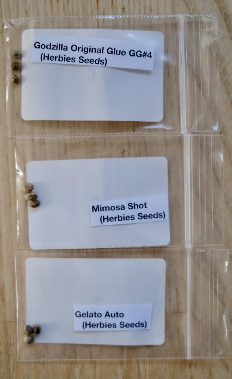 JOTM seed prize from Herbies