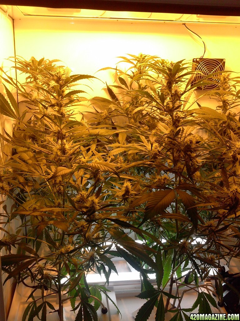 juicy Fruit Begin Week 5