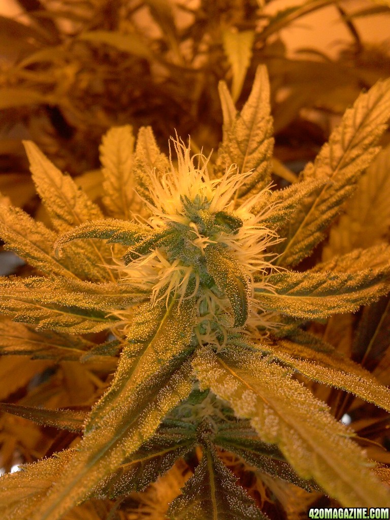 juicy Fruit Begin Week 5