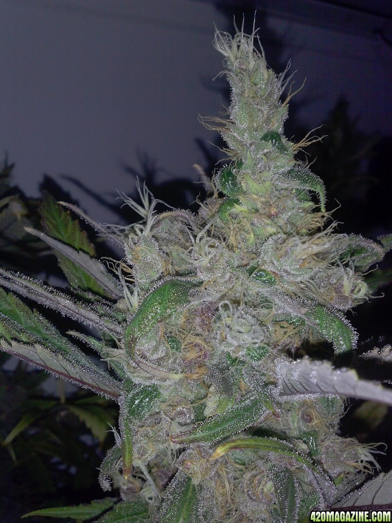 juicy fruit harvest