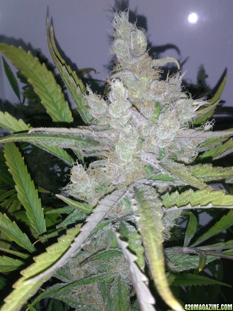 juicy fruit harvest