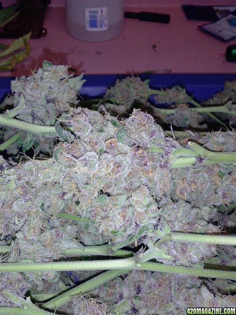 juicy fruit harvest