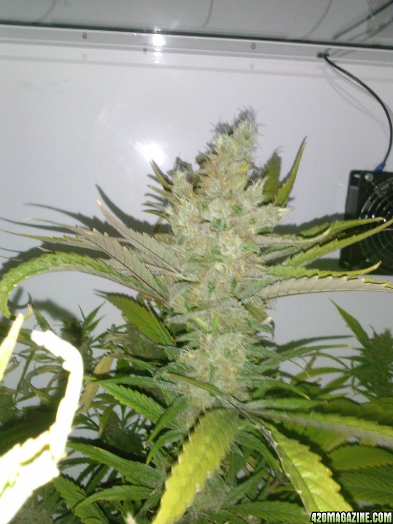 juicy fruit mid week 9