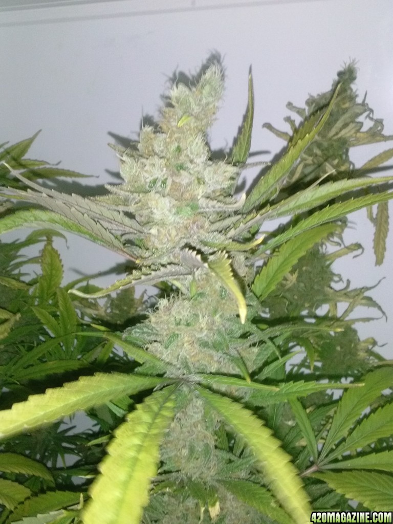 juicy fruit mid week 9