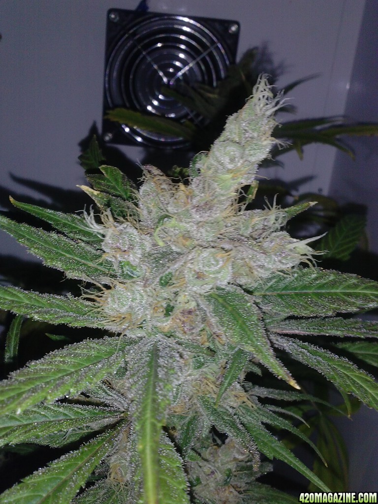 juicy fruit mid week 9