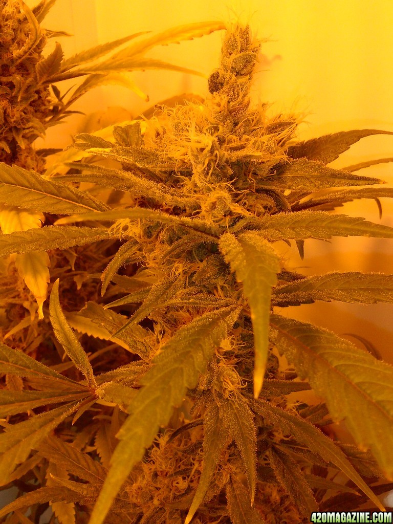 juicy fruit week 9