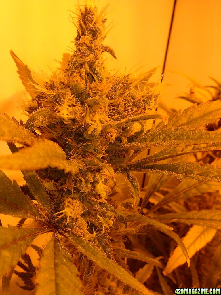 juicy fruit week 9