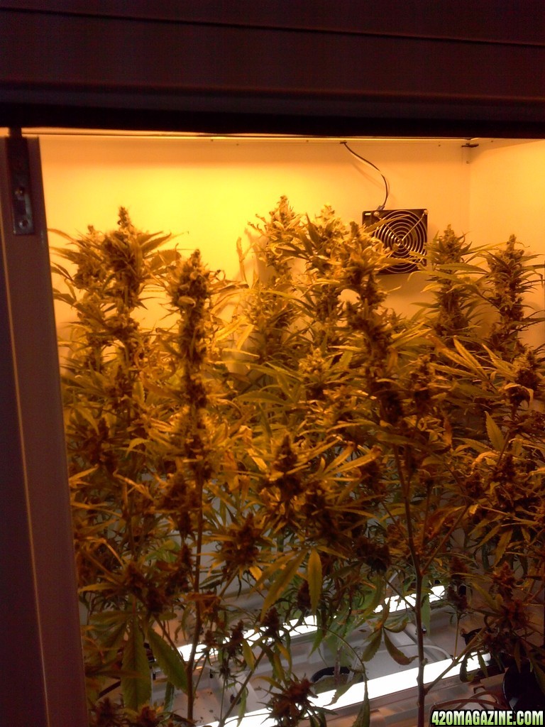 juicy fruit week 9