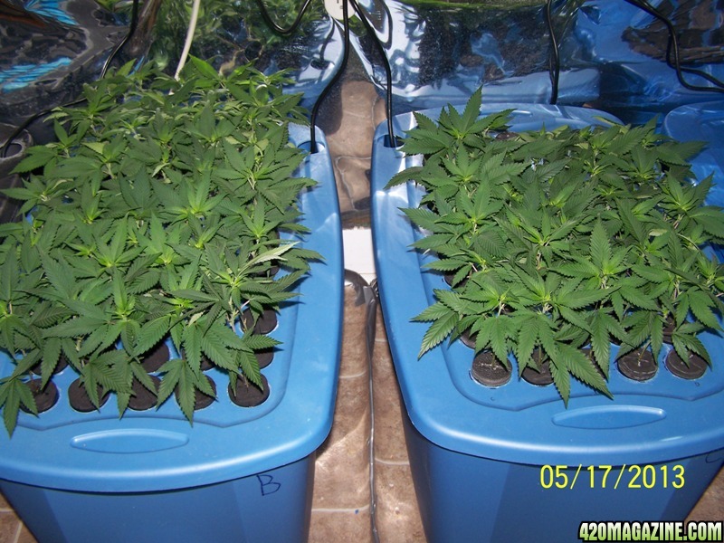 july13_clones