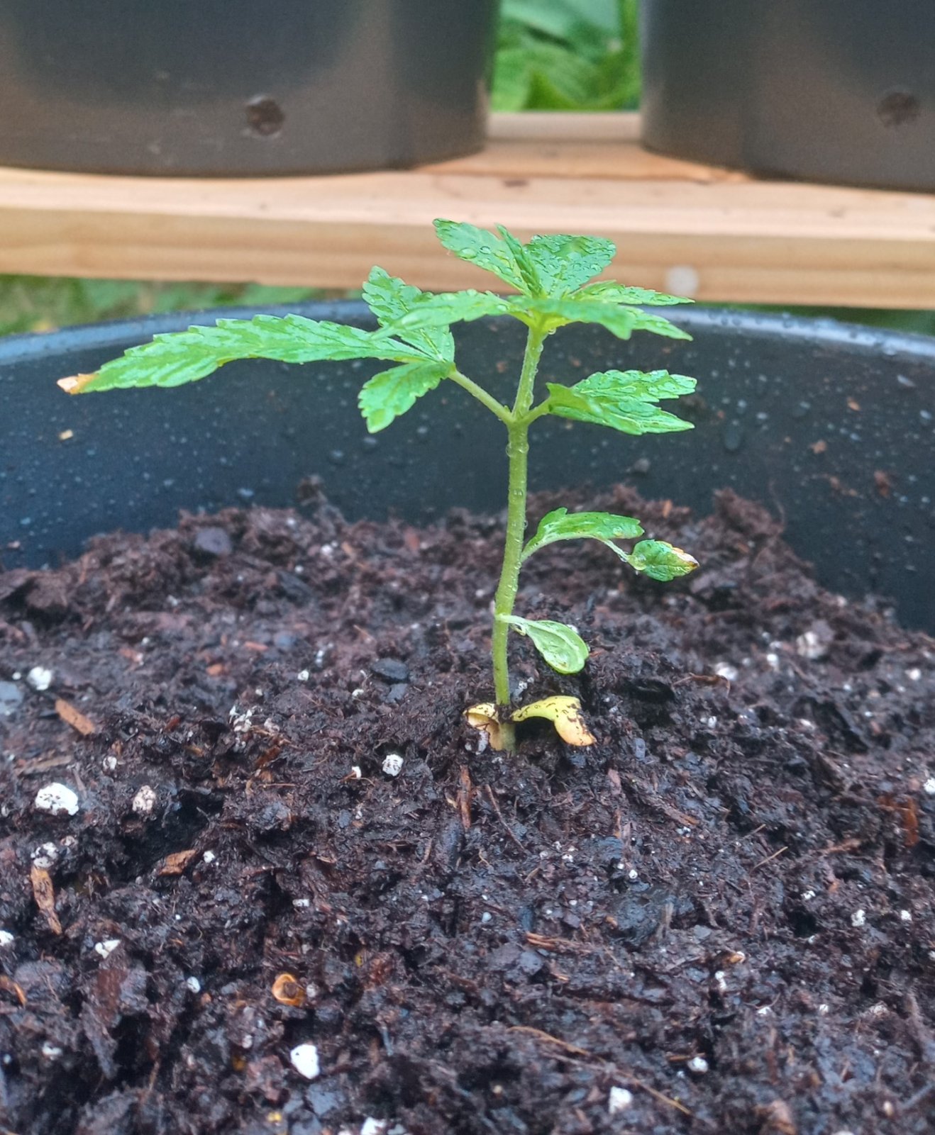 June 15th-Deformed Seedling-3.jpg