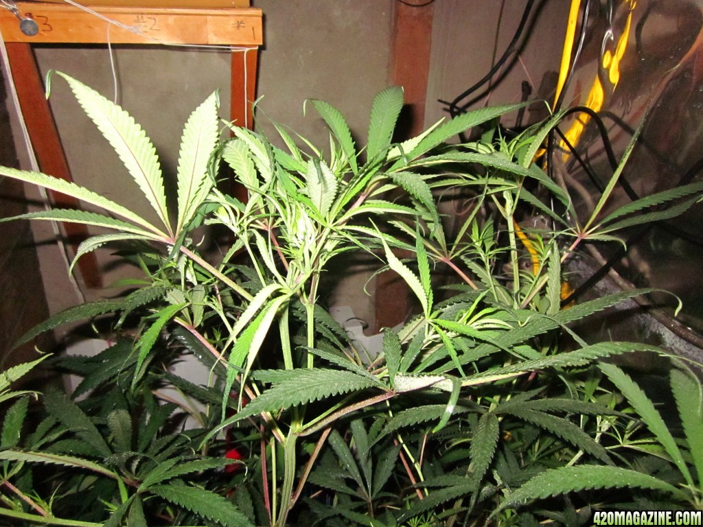 jungle_at_35_008