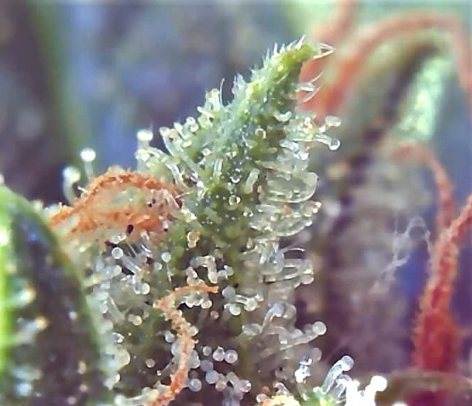 Just a beautiful picture of Pineapple Express trichomes.jpg