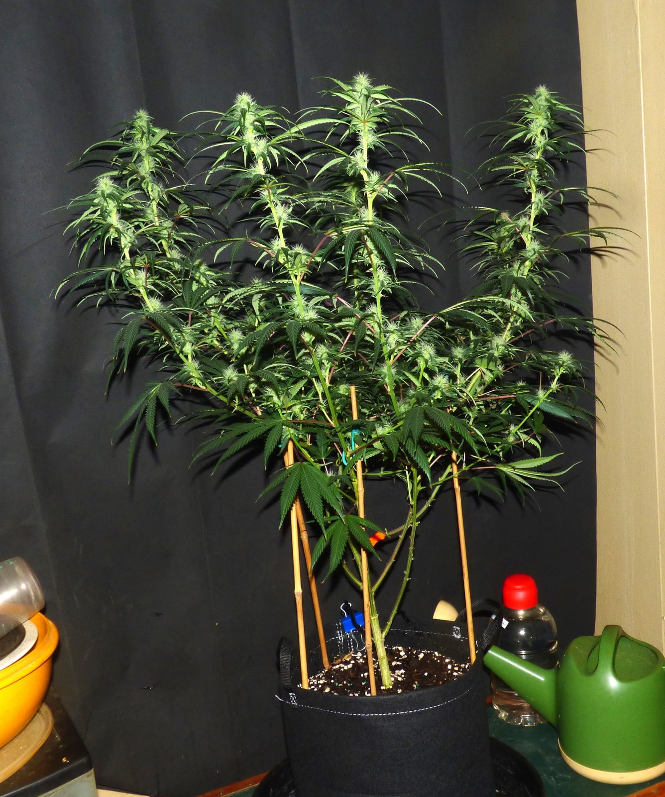 K clone 7-4-22 F25.JPG