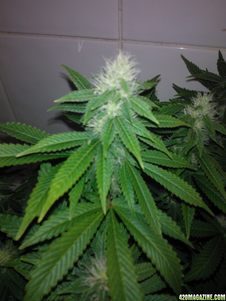 k train g 13 4 weeks flowering