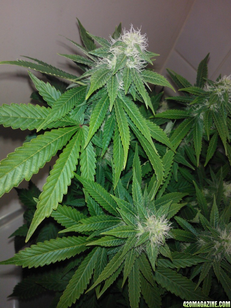 k train g 13 4 weeks flowering