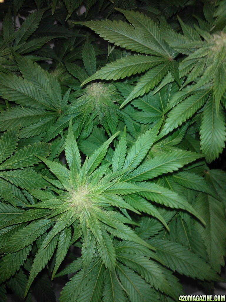 k train g 13 4 weeks flowering