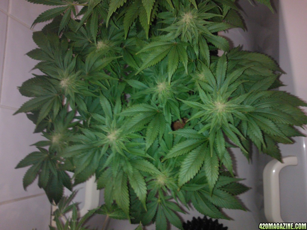 k train g 13 4 weeks flowering