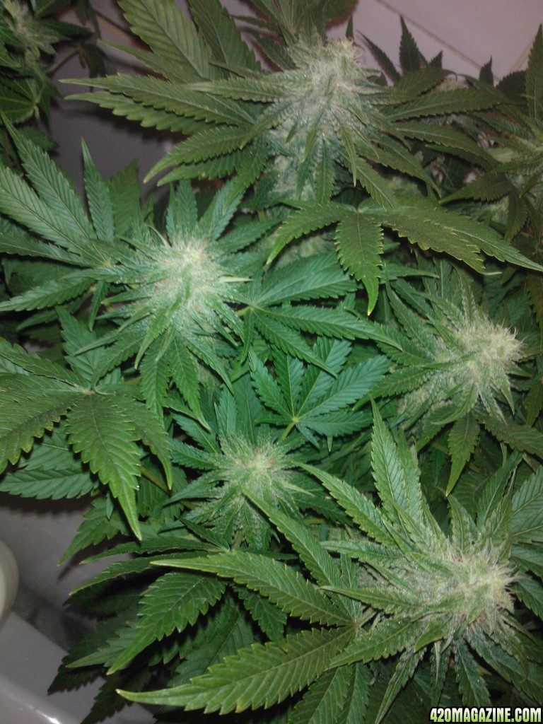 k train g13 haze coco grow