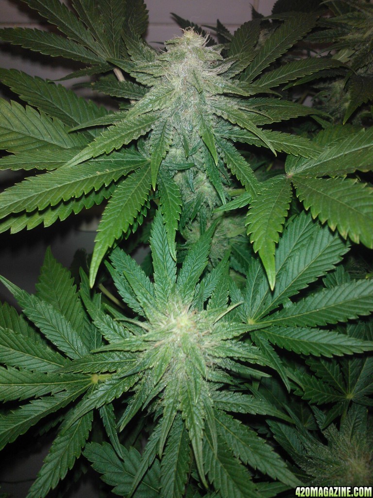 k train g13 haze coco grow