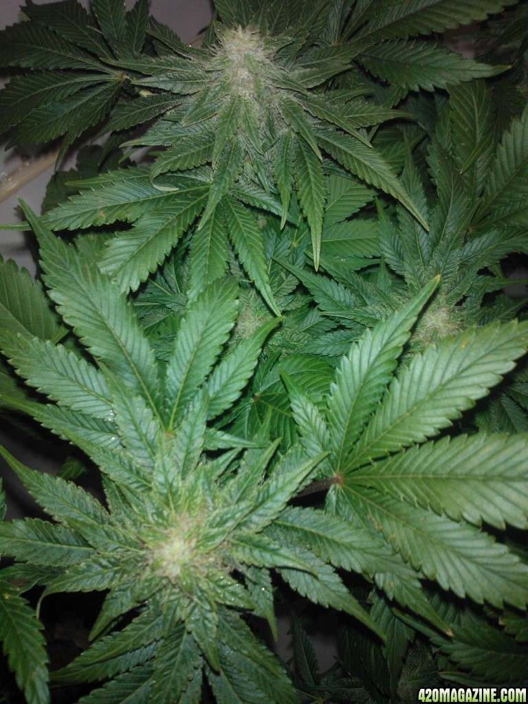 k train g13 haze coco grow