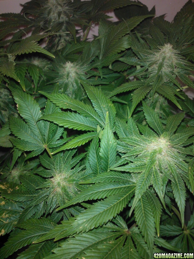 k train g13 haze coco grow