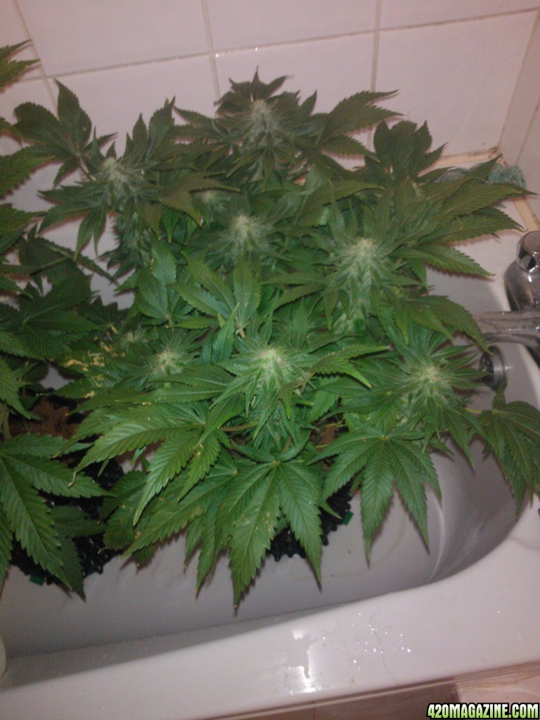 k train g13 haze coco grow