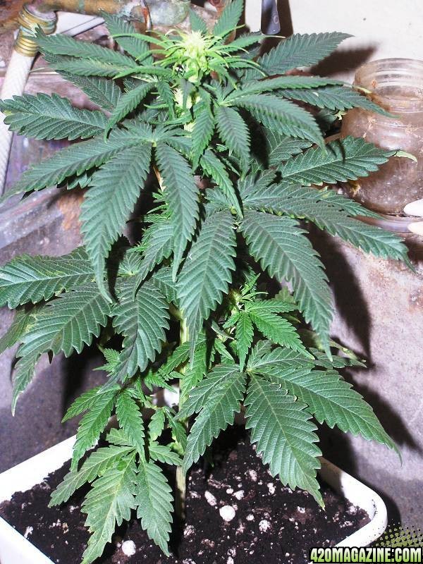 K2 Special @ 13 Days Flower