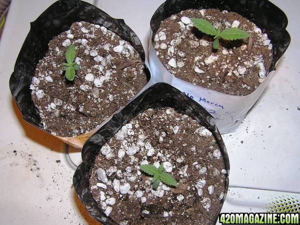 K2 Special Seedlings